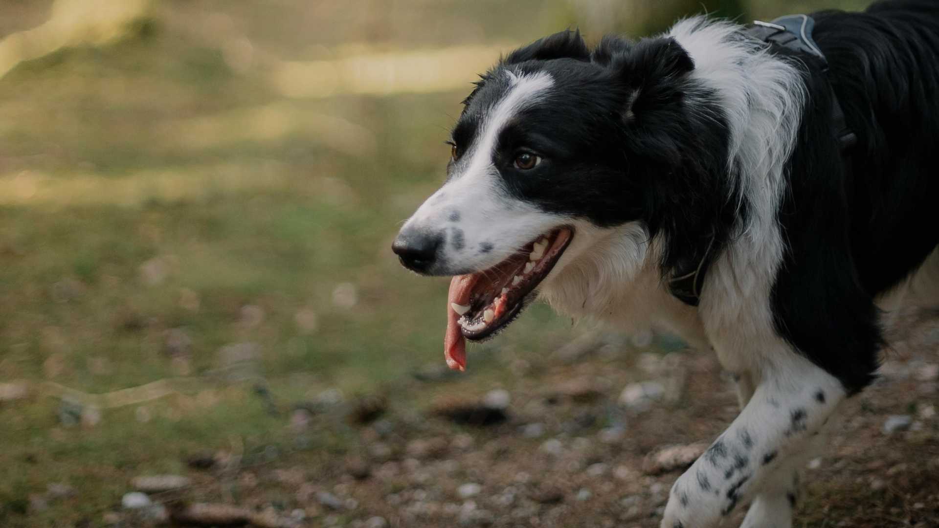 collie sobrepasado